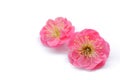 Japanese pink plum flower isolated on white