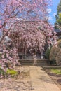 Japanese pink sakura cherry blossoms weeping tree in a temple of Yanaka.