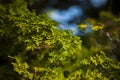 Japanese plant in garden.