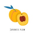 Japanese plum fruit flat vector illustration