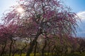 Japanese plum grove in full bloom