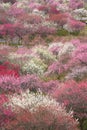 Japanese plum grove in full bloom