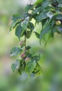 Fruits on the Japanese plum in Japanese `ume ` hang on the branch. Ripens during the rainy season. Royalty Free Stock Photo