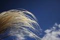 Japanese Plume Grass Over Royalty Free Stock Photo