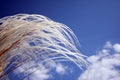 Japanese Plume Grass Over Royalty Free Stock Photo