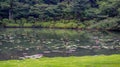 Japanese pond with lily pads and a nice view of a forest in the background. Royalty Free Stock Photo