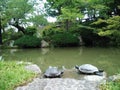 Japanese pond river turtle pair couple temple Royalty Free Stock Photo