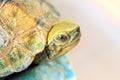 Japanese pond turtle Royalty Free Stock Photo