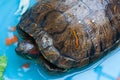 Japanese pond turtle Royalty Free Stock Photo