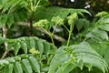 Japanese prickly ash ( Zanthoxylum ailanthoides ) tree. Rutaceae Dioecious deciduous tree. Royalty Free Stock Photo