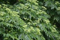 Japanese prickly ash ( Zanthoxylum ailanthoides ) tree. Rutaceae Dioecious deciduous tree. Royalty Free Stock Photo