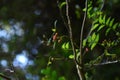 Japanese prickry ash (Zanthoxylum piperitum) fruits. Rutaceae is a dioecious, deciduous shrub native to Japan.