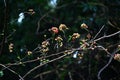 Japanese prickry ash (Zanthoxylum piperitum) fruits. Rutaceae is a dioecious, deciduous shrub native to Japan.