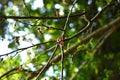 Japanese prickry ash (Zanthoxylum piperitum) fruits. Rutaceae is a dioecious, deciduous shrub native to Japan.