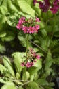 Japanese Primrose Millers Crimson Royalty Free Stock Photo