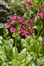 Japanese Primrose Millers Crimson Royalty Free Stock Photo