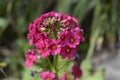 Japanese Primrose Millers Crimson Royalty Free Stock Photo