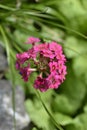 Japanese Primrose Millers Crimson Royalty Free Stock Photo