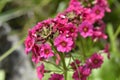 Japanese Primrose Millers Crimson Royalty Free Stock Photo