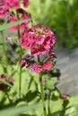 Japanese Primrose Millers Crimson Royalty Free Stock Photo