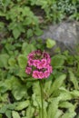 Japanese Primrose Millers Crimson Royalty Free Stock Photo