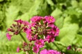 Japanese Primrose Millers Crimson Royalty Free Stock Photo