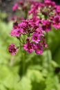 Japanese Primrose Millers Crimson Royalty Free Stock Photo