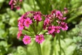 Japanese Primrose Millers Crimson Royalty Free Stock Photo