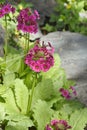 Japanese Primrose Millers Crimson Royalty Free Stock Photo