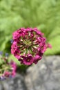 Japanese Primrose Millers Crimson Royalty Free Stock Photo