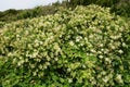 Japanese privet flowers Royalty Free Stock Photo