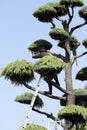 Japanese professional gardener pruning a cedar