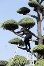 Japanese professional gardener pruning a cedar