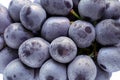 Japanese purple grape isolated Royalty Free Stock Photo