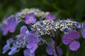 Japanese purple hydrangea close up Royalty Free Stock Photo