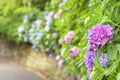 Japanese purple hydrangea flowers called ajisai along the Asuka-no-komichi road.