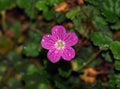 Japanese purple Scrophulariaceae.