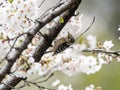 Japanese pygmy woodpecker in cherry blossoms 1 Royalty Free Stock Photo