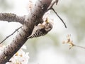 Japanese pygmy woodpecker in cherry blossoms 2 Royalty Free Stock Photo