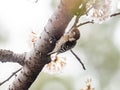 Japanese pygmy woodpecker in cherry blossoms 3 Royalty Free Stock Photo