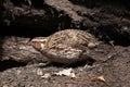 Japanese quail (Coturnix japonica).