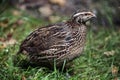 Japanese quail (Coturnix japonica). Royalty Free Stock Photo