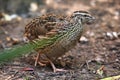 Japanese quail (Coturnix japonica).