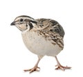 Japanese quail in studio Royalty Free Stock Photo