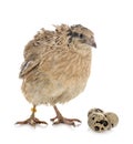 Japanese quail in studio Royalty Free Stock Photo
