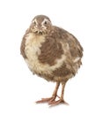 Japanese quail in studio Royalty Free Stock Photo
