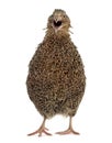 Japanese quail isolated on white Royalty Free Stock Photo