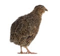 Japanese quail isolated on white Royalty Free Stock Photo