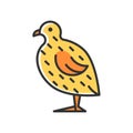 Japanese quail RGB color icon