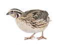 Japanese quail in studio Royalty Free Stock Photo